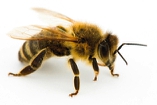 L'Exterminateur P.M. abeille